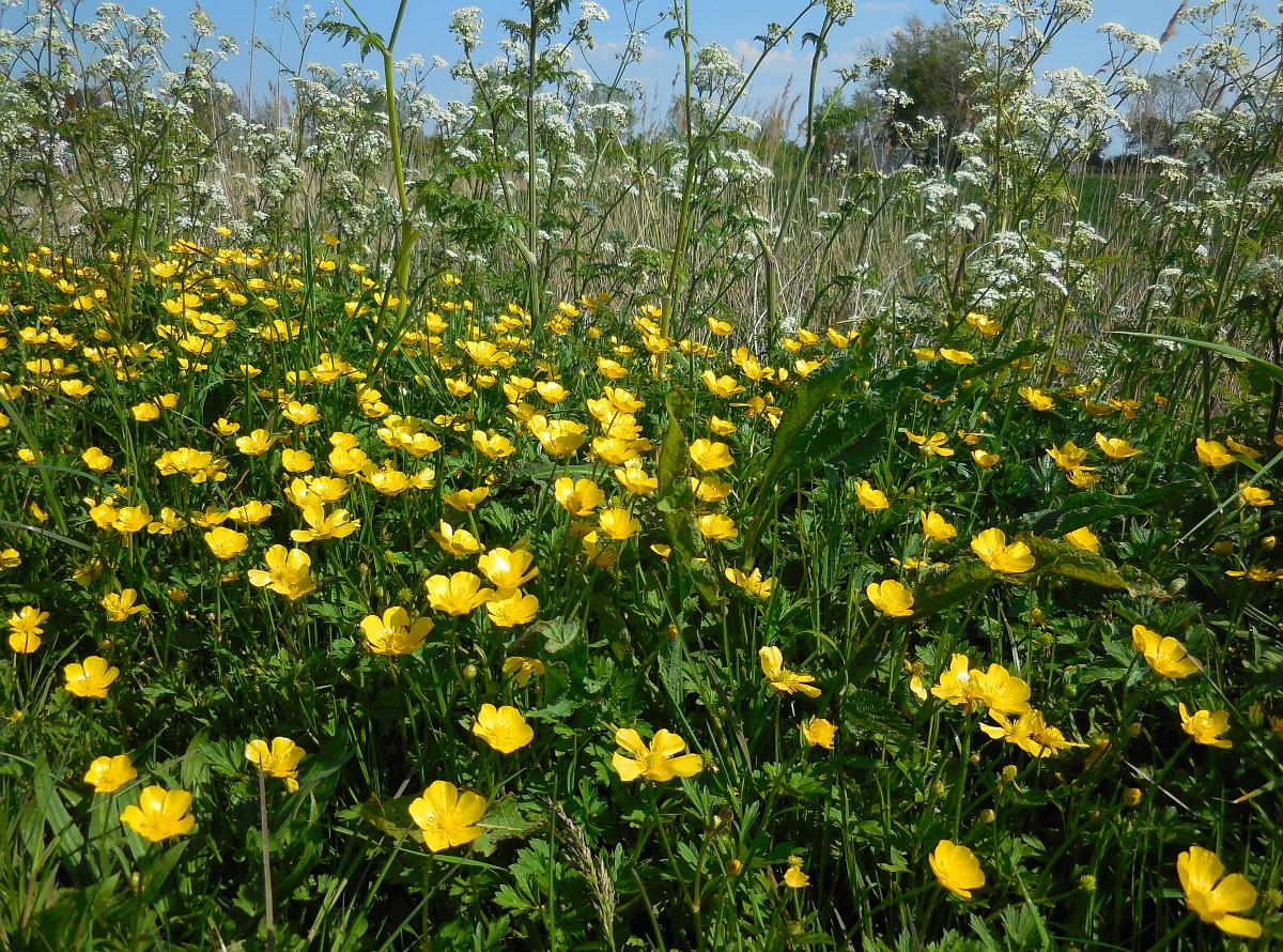 Ranunculus Repens Creeping Buttercup ranunculus-repens-creeping-buttercup